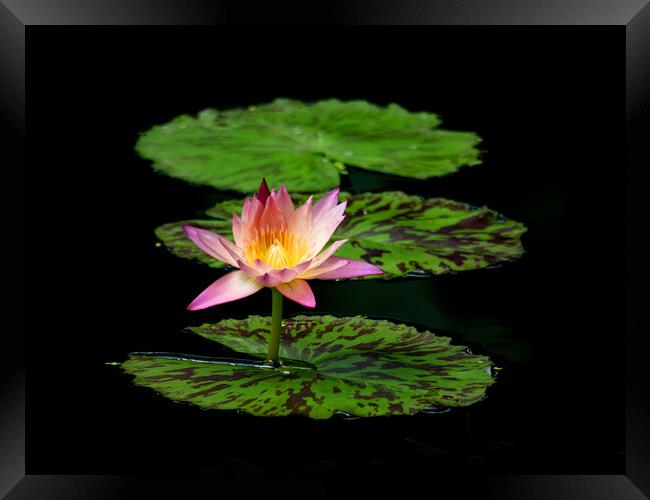 Lily And Pads Framed Print by Clive Eariss