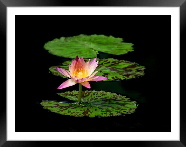 Lily And Pads Framed Mounted Print by Clive Eariss