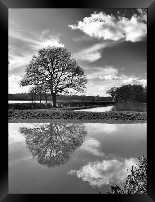 COBHAM FIELD FLOOD Framed Print by Clive Eariss
