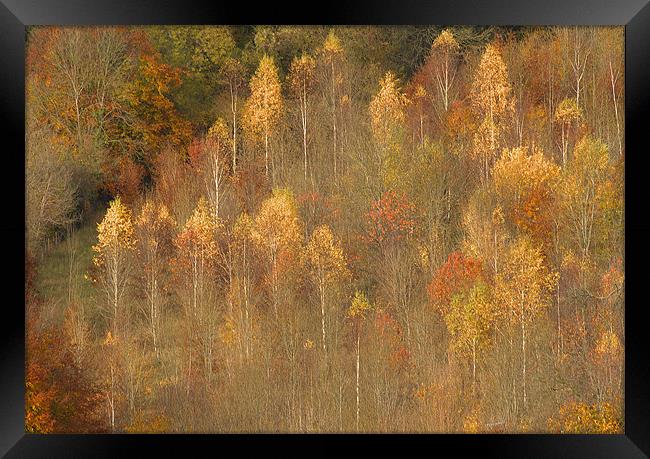 Box Hill Trees Surrey Framed Print by Clive Eariss