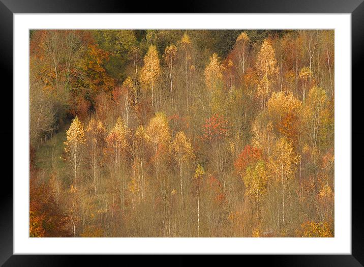 Box Hill Trees Surrey Framed Mounted Print by Clive Eariss