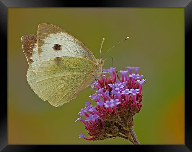 BUTTERFLY CABBAGE WHITE Framed Print by Clive Eariss