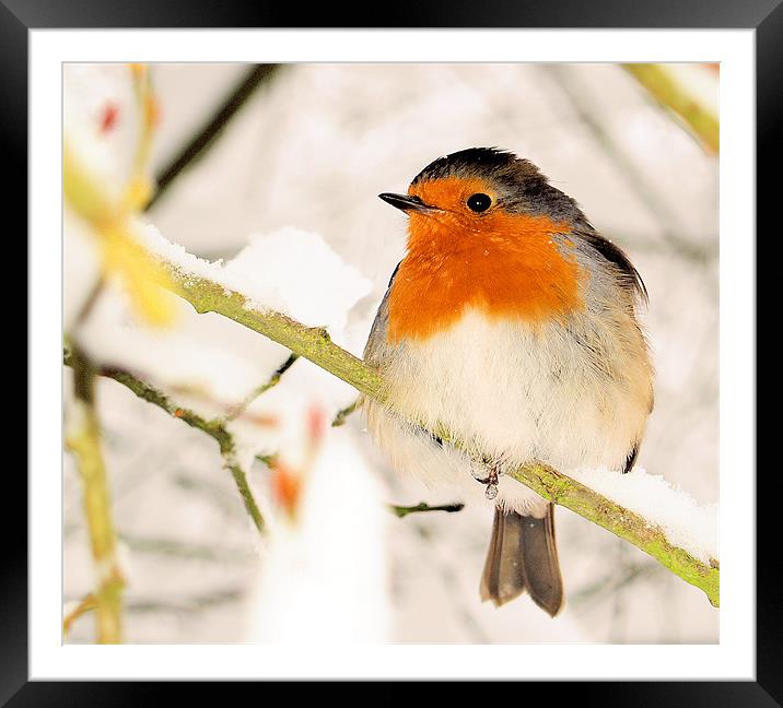 ROBIN AT BOXHILL Framed Mounted Print by Clive Eariss