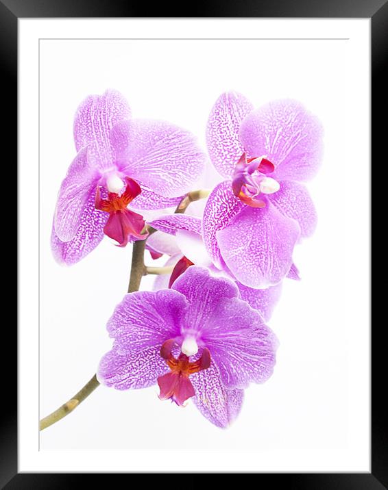 Orchids Framed Mounted Print by Clive Eariss
