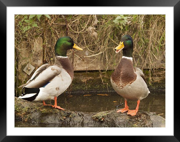 Two Ducks Framed Mounted Print by Clive Eariss