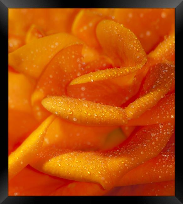 Orange Rose Framed Print by Clive Eariss