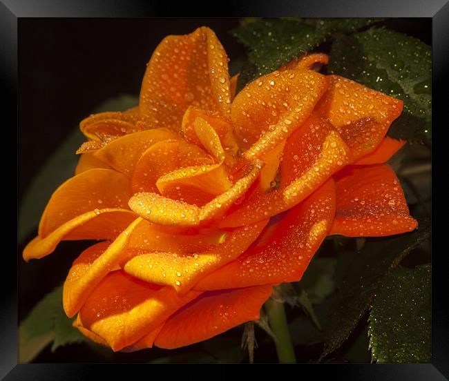 Orange Rose Framed Print by Clive Eariss