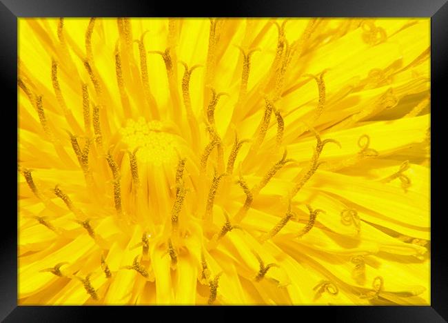 Dandelion Framed Print by Clive Eariss
