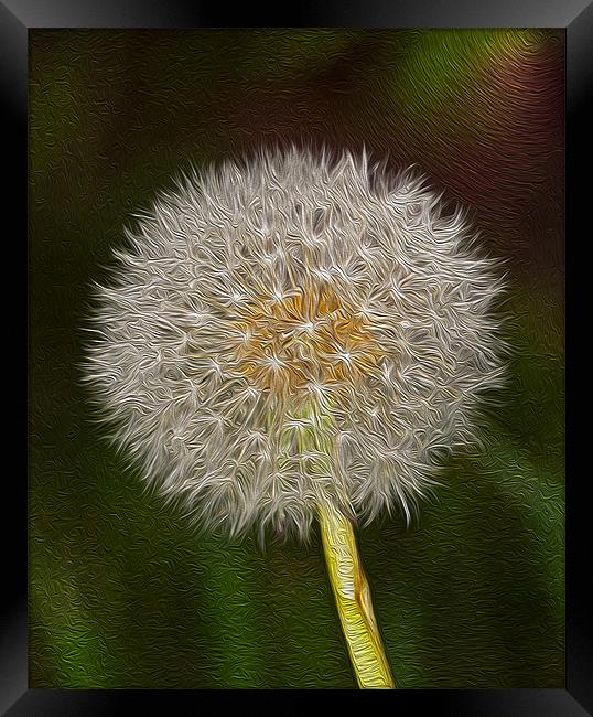 Dandelion Oil Paint  Digital 1 Framed Print by Clive Eariss