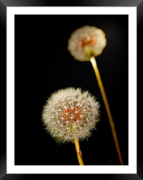 Dandelion Class Look Framed Mounted Print by Clive Eariss