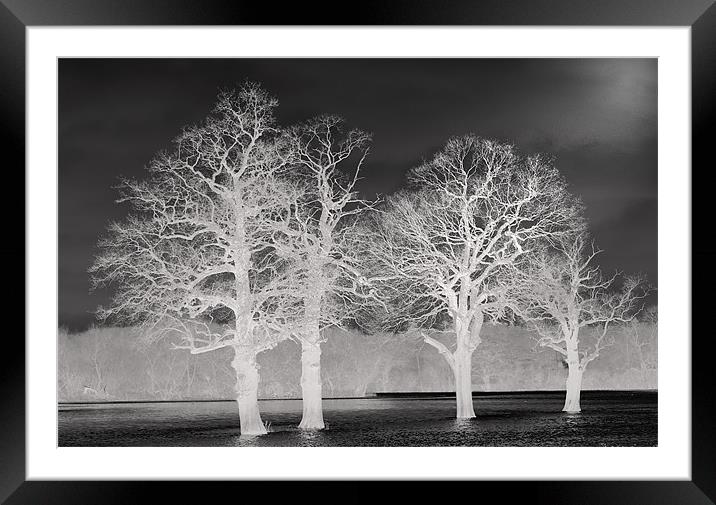 Trees In Flood Framed Mounted Print by Clive Eariss