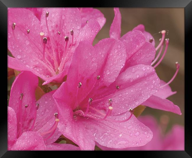Flowers And Droplets Framed Print by Clive Eariss