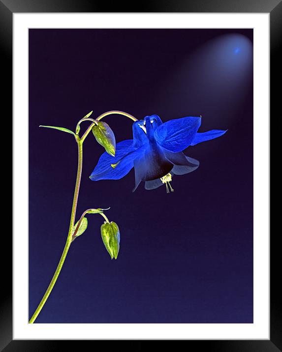Blue Bloom Framed Mounted Print by Clive Eariss