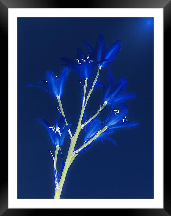 Blue Forever Framed Mounted Print by Clive Eariss