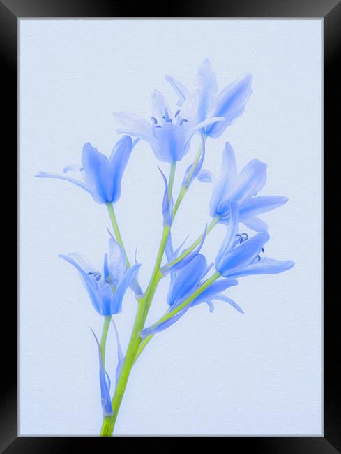 Digital Painted Flowers Framed Print by Clive Eariss