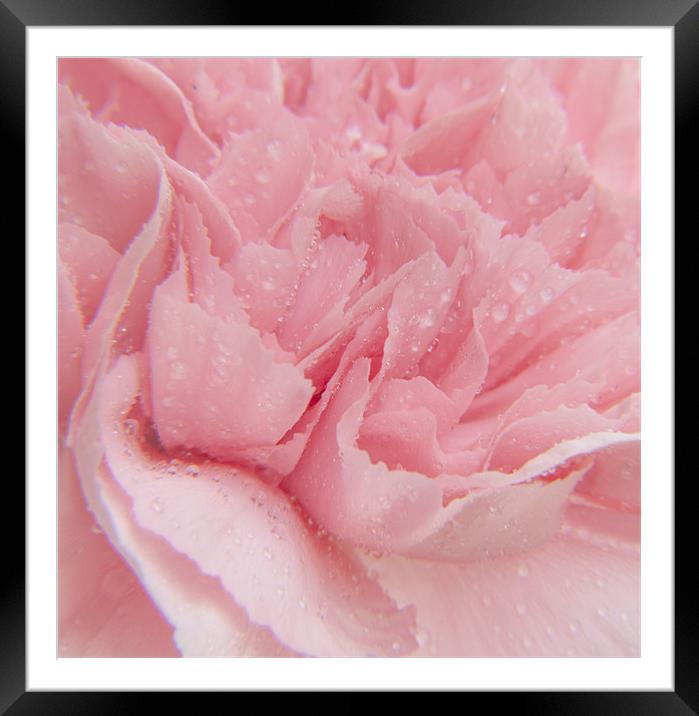 Pink Carnation Framed Mounted Print by Clive Eariss