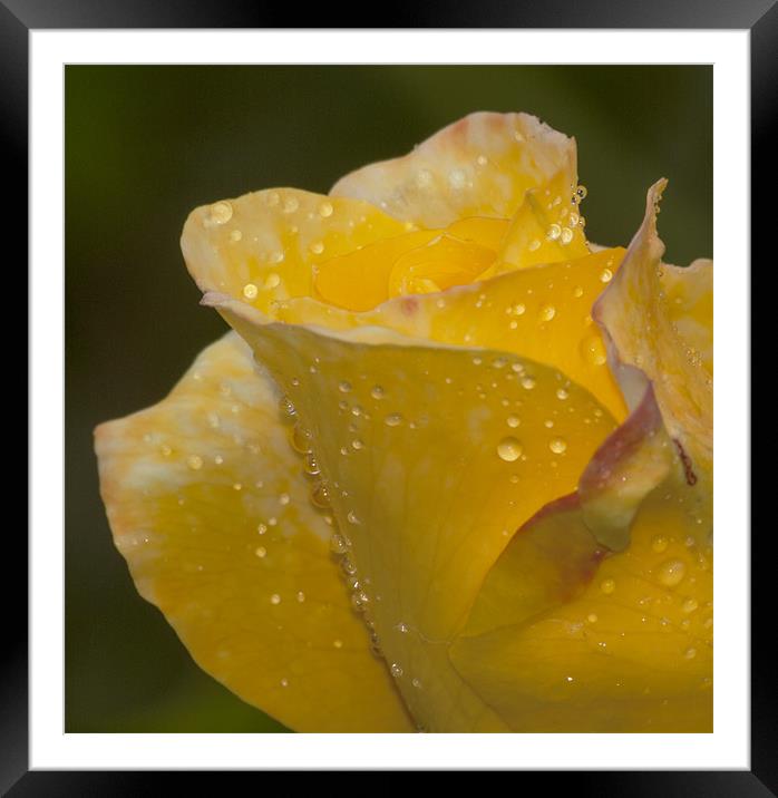 Rose And Water Drops Framed Mounted Print by Clive Eariss