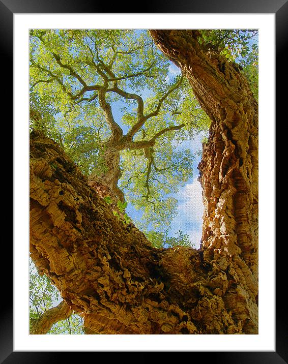 Cork Tree In Sunlight Framed Mounted Print by Clive Eariss