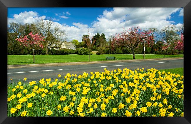 Spring Time In Cobham Surrey Framed Print by Clive Eariss
