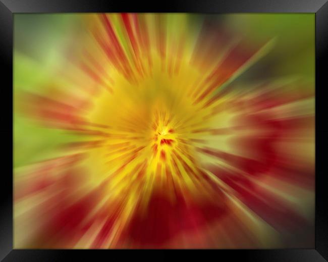 Flora Burst Abstract Framed Print by Clive Eariss