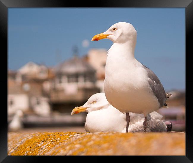 Herring Gulls St Ives Cornwall Framed Print by Clive Eariss