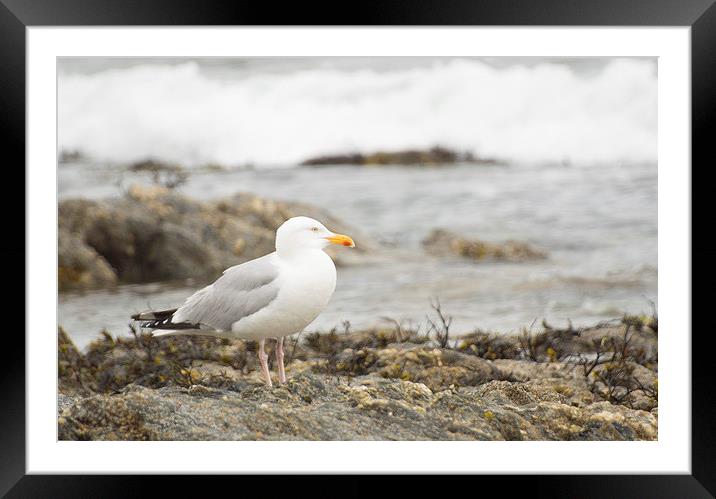 Herring Gull Falmouth Cornwall Framed Mounted Print by Clive Eariss