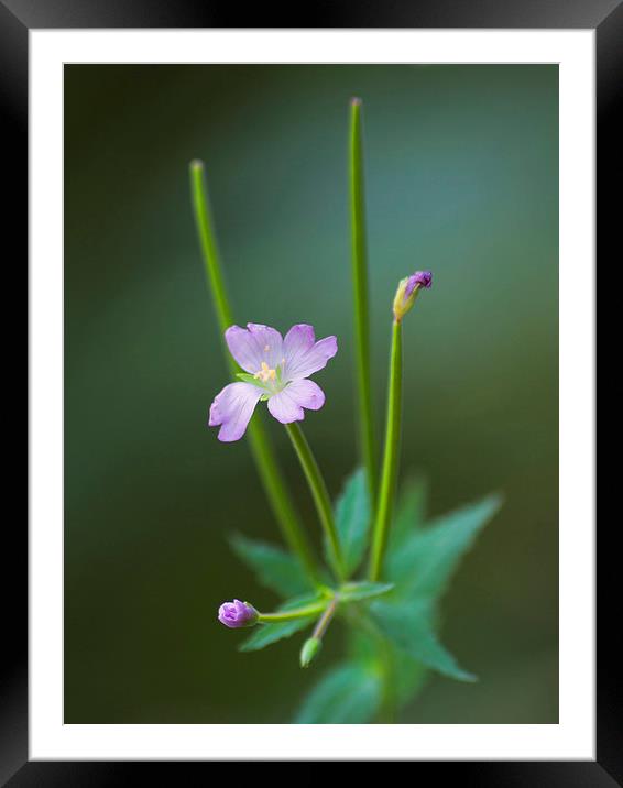 Willow-Herb In Summer Framed Mounted Print by Clive Eariss
