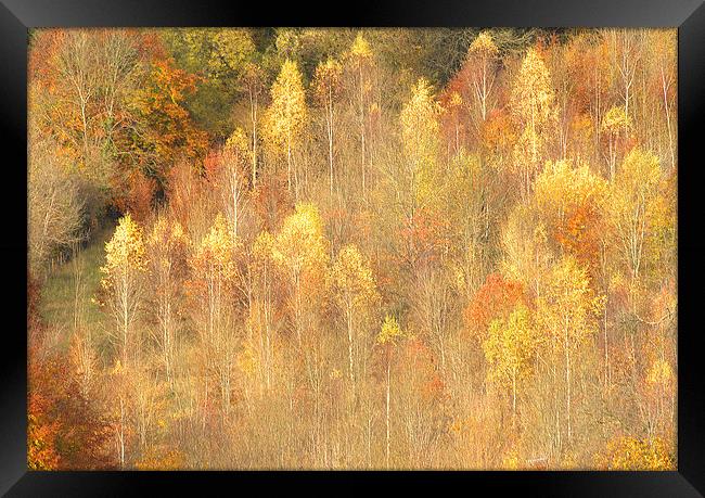  Golden Time Autumn Framed Print by Clive Eariss