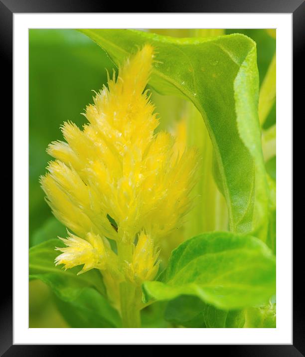  Celosia Yellow Flora Framed Mounted Print by Clive Eariss