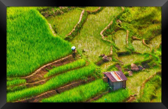  Rice Fields Banaue Framed Print by Clive Eariss
