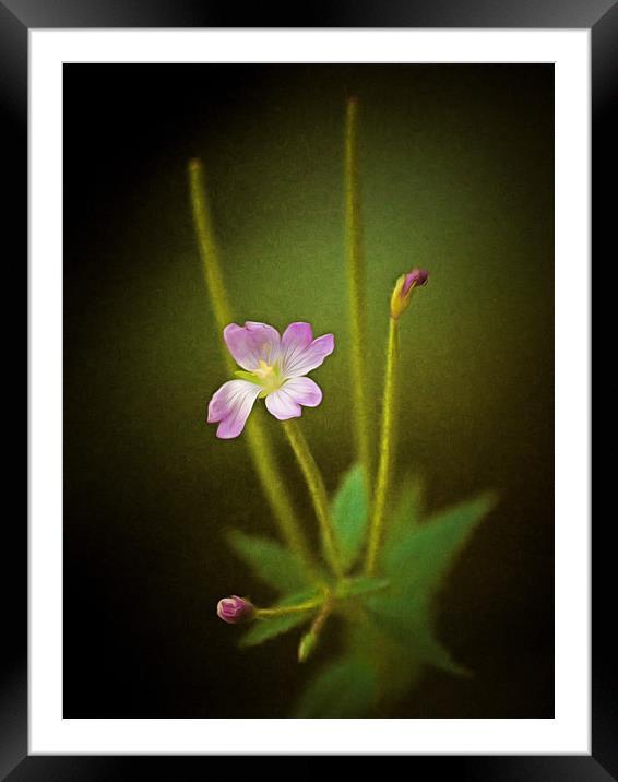 Flora Though The Lens Framed Mounted Print by Clive Eariss