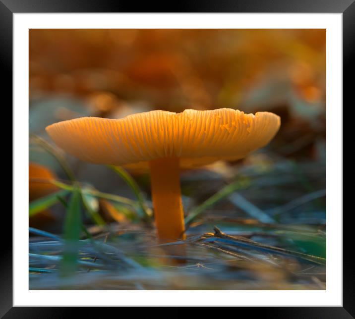 Mushroom In Sunset Framed Mounted Print by Clive Eariss