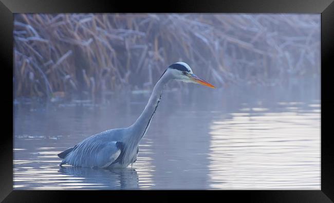 Heron In Winter Framed Print by Clive Eariss