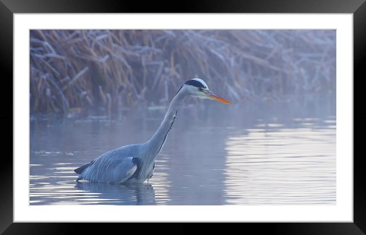 Heron In Winter Framed Mounted Print by Clive Eariss