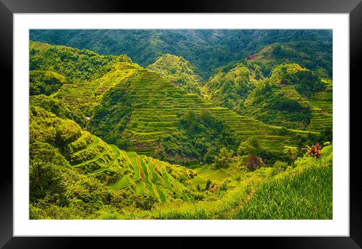 Banaue Rice Terrace Philippines  Framed Mounted Print by Clive Eariss