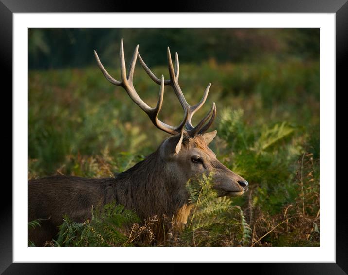 Stag In Morning Sunshine Framed Mounted Print by Clive Eariss