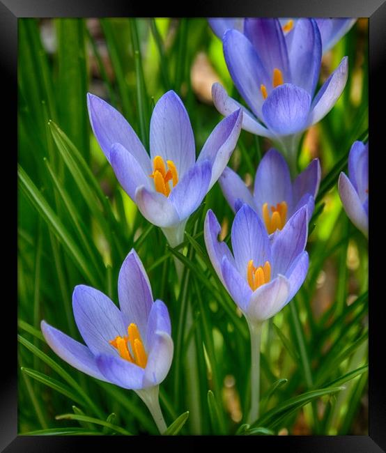 Crocus In Spring Framed Print by Clive Eariss