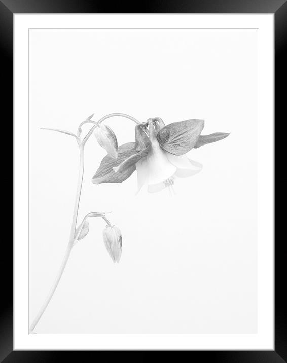Fuschia In Mono Framed Mounted Print by Clive Eariss