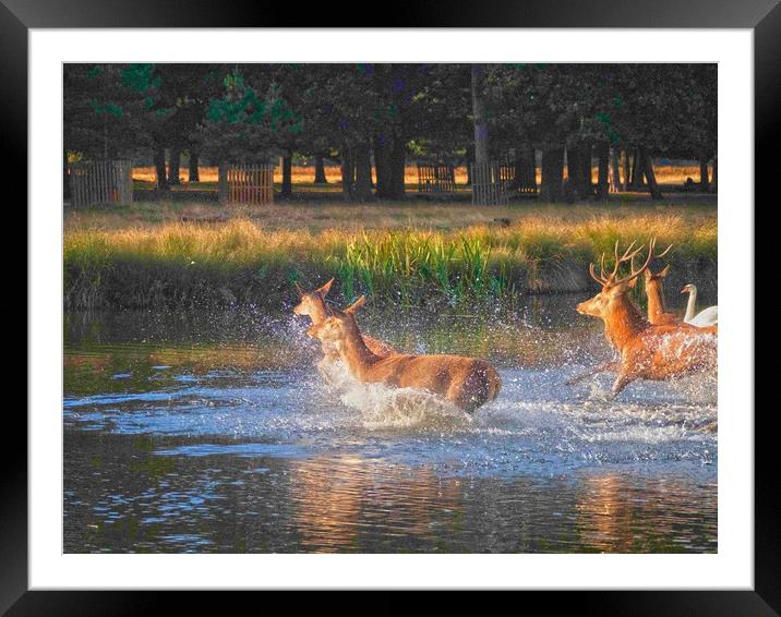 Deer Crossing Framed Mounted Print by Clive Eariss