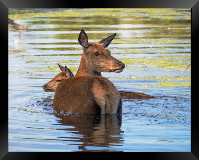 Deer Summer Swim Framed Print by Clive Eariss