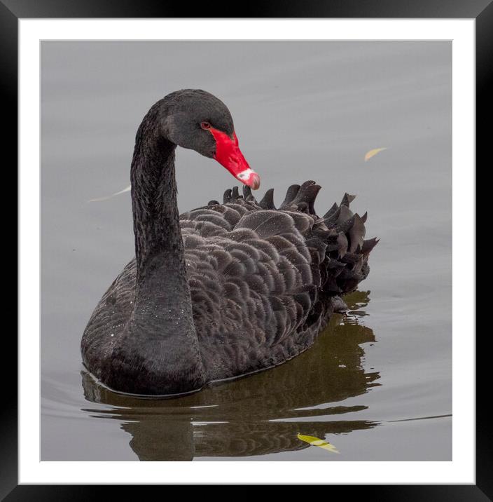 A swan swimming in a body of water Framed Mounted Print by Clive Eariss