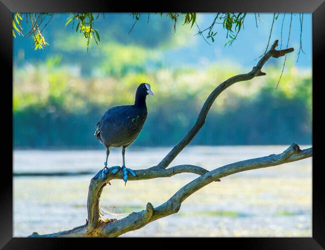 Coot In Tree Framed Print by Clive Eariss