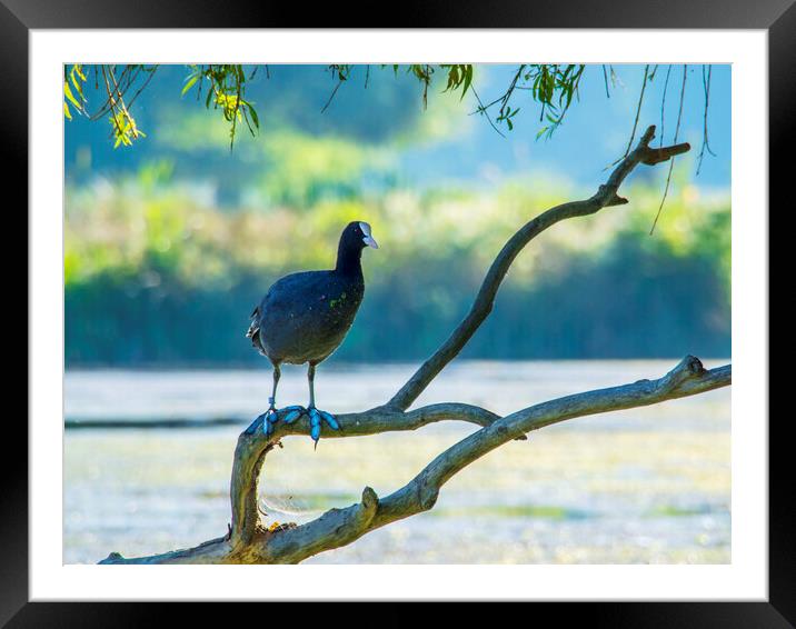 Coot In Tree Framed Mounted Print by Clive Eariss