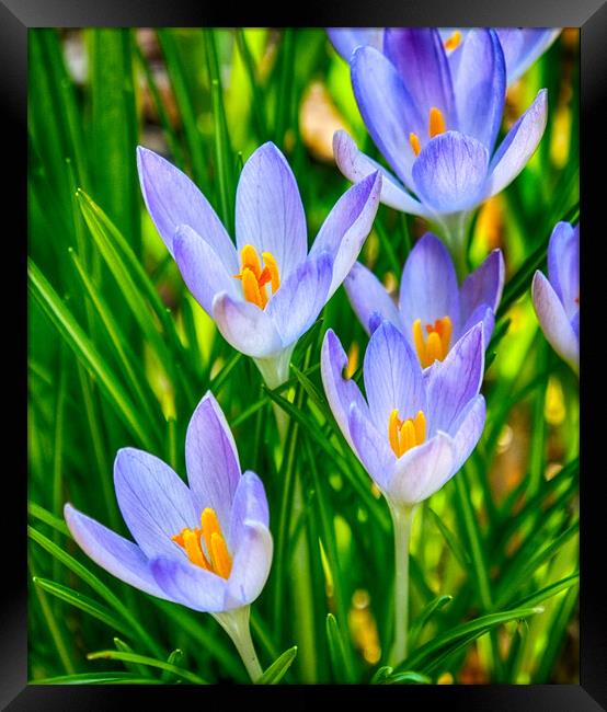Crocus Flowers Framed Print by Clive Eariss