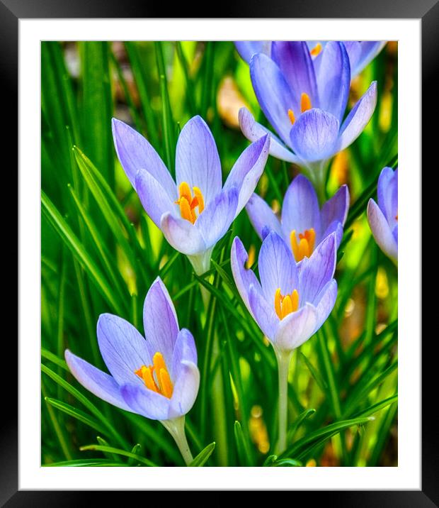Crocus Flowers Framed Mounted Print by Clive Eariss