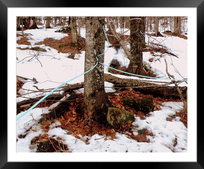 Lines Carrying Maple Sap Framed Mounted Print by Peter Castine