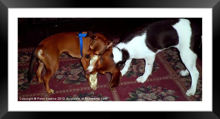 Tug-o-War Framed Mounted Print by Peter Castine