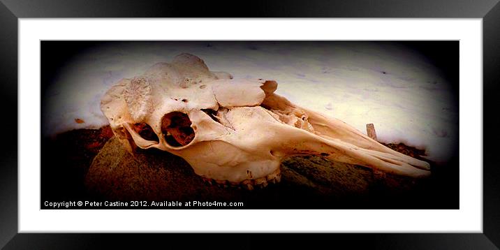 Moose Skull Framed Mounted Print by Peter Castine