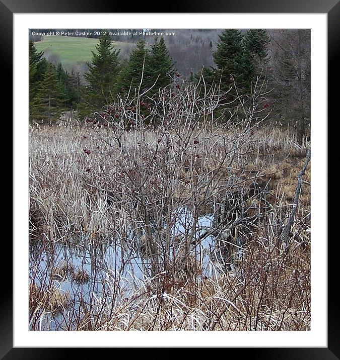 Back Pond Framed Mounted Print by Peter Castine