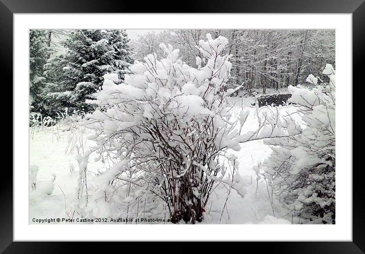 Snow Rose Framed Mounted Print by Peter Castine